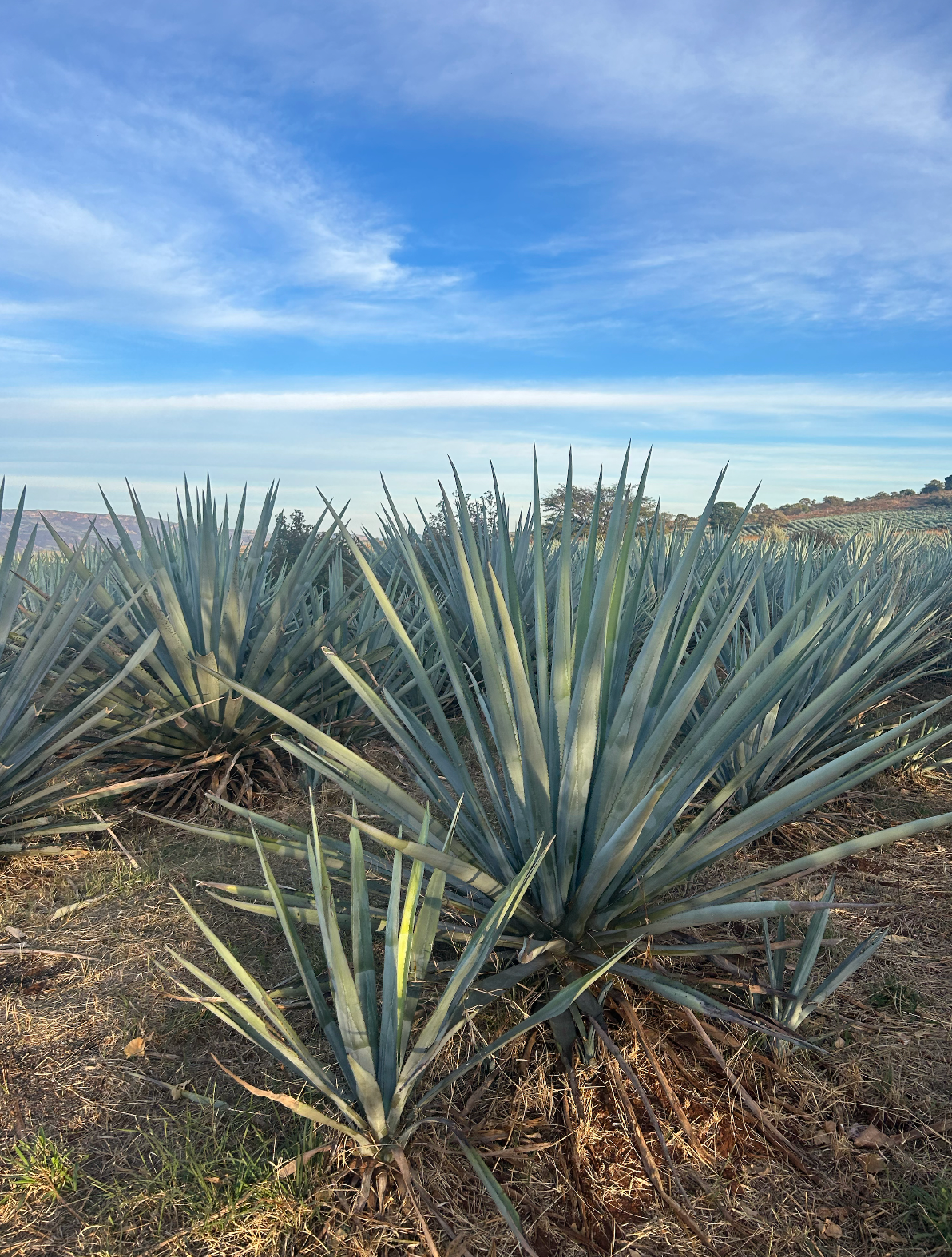 Agave Syrup