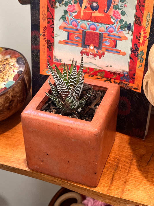 Red Clay Square Pot with Zebra Cactus