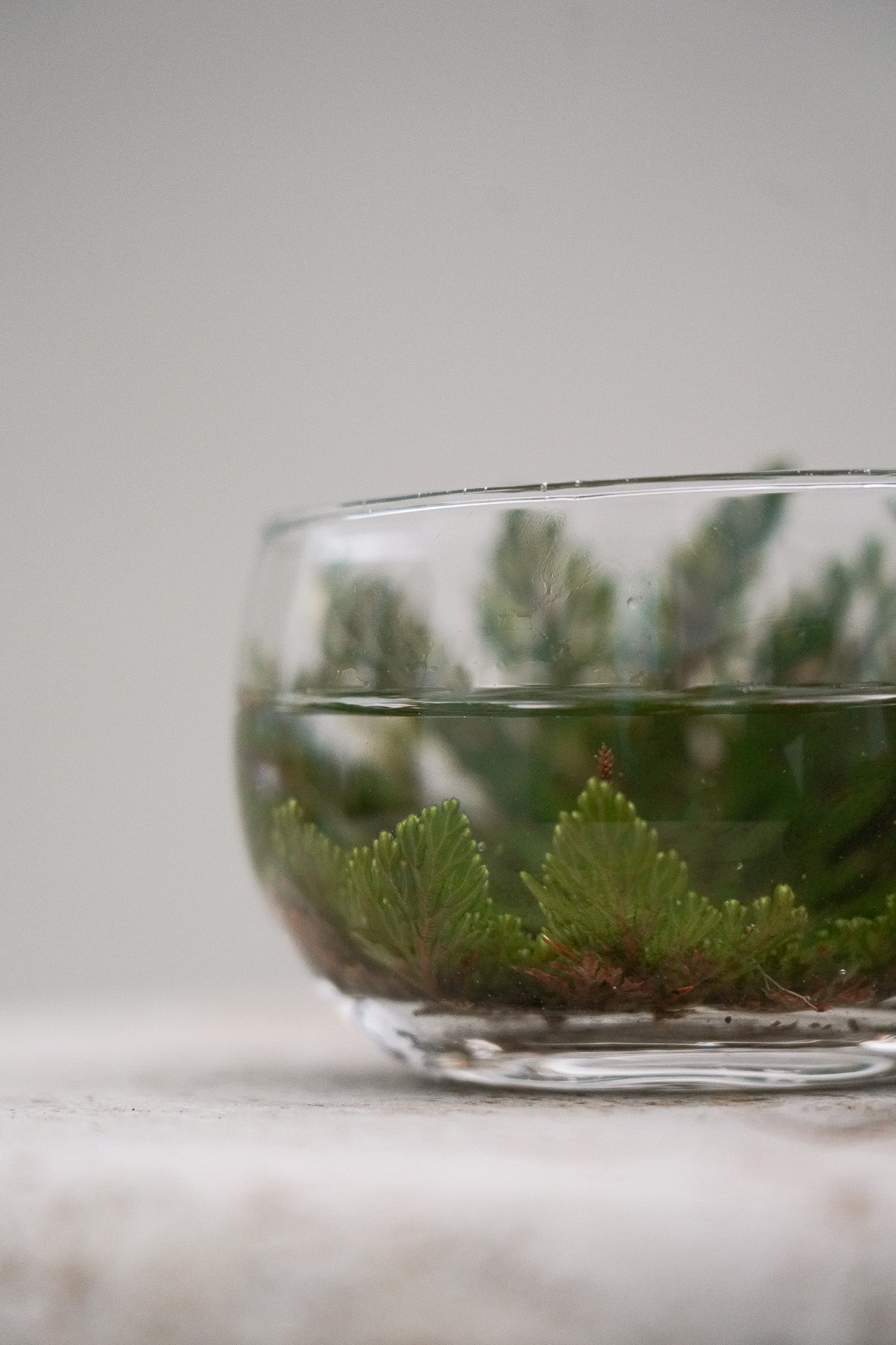 Rose of Jericho Tea