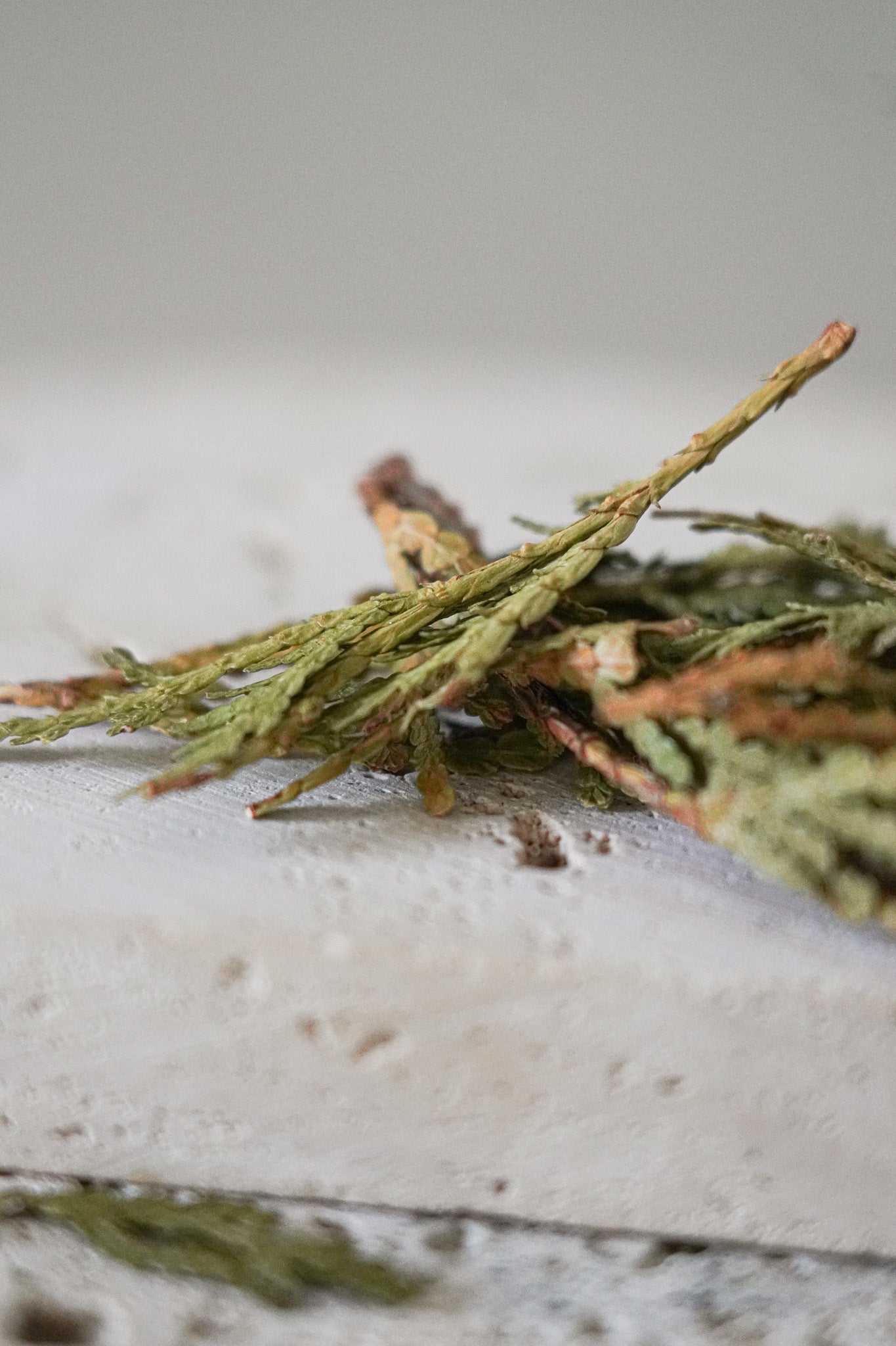 Eastern White Cedar Leaf Tea