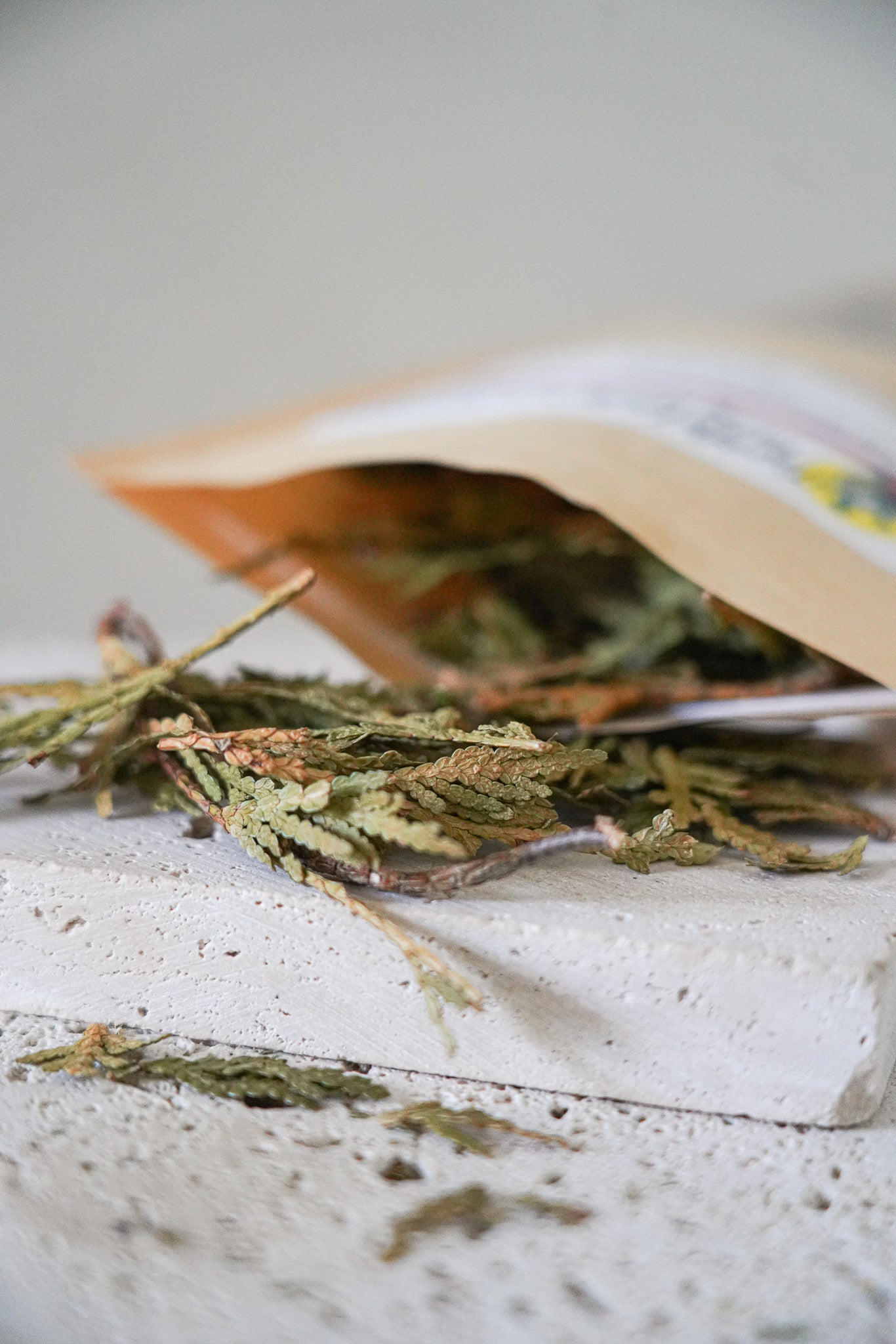 Eastern White Cedar Leaf Tea