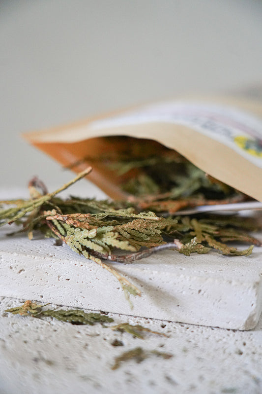 Eastern White Cedar Leaf Tea