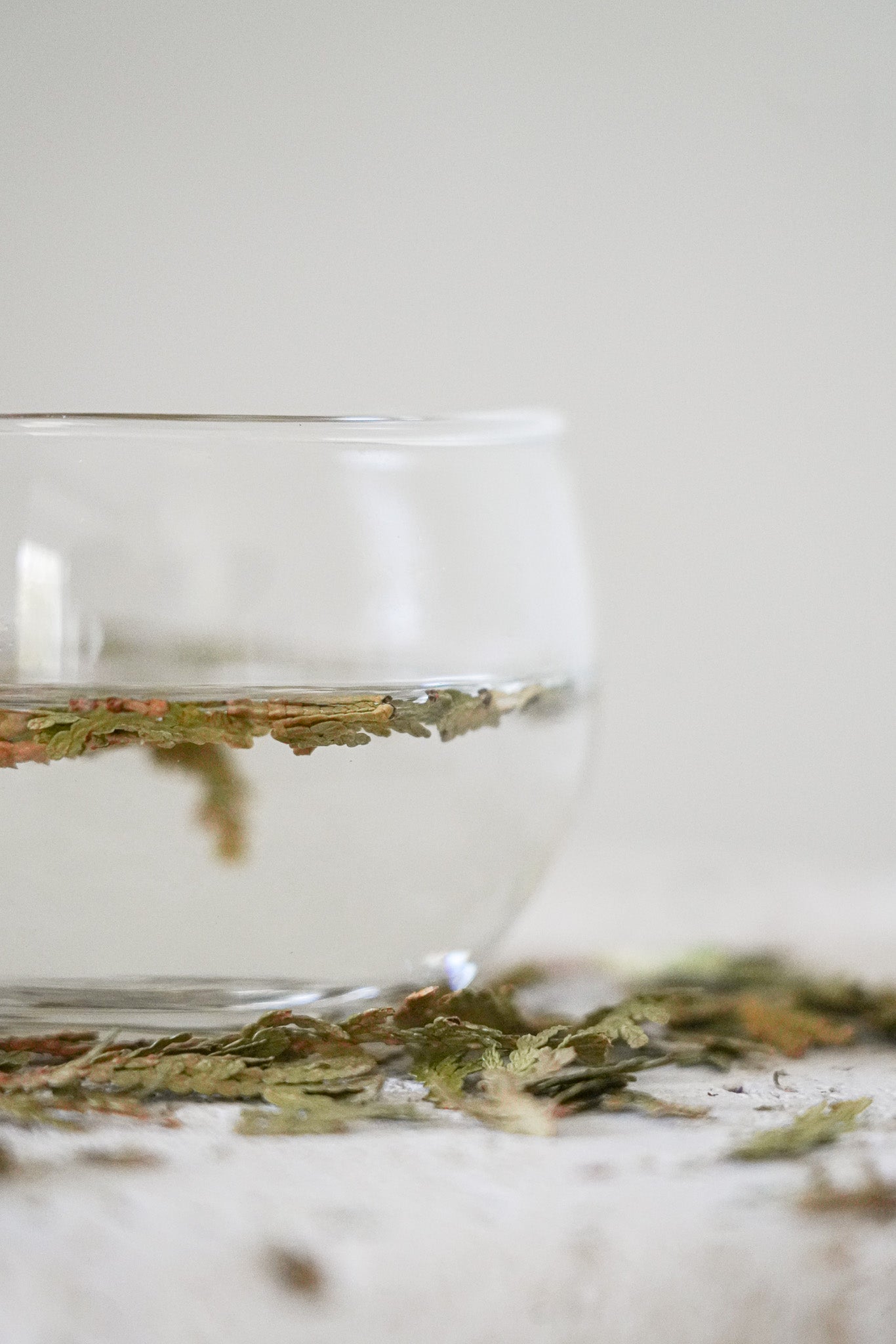 Eastern White Cedar Leaf Tea