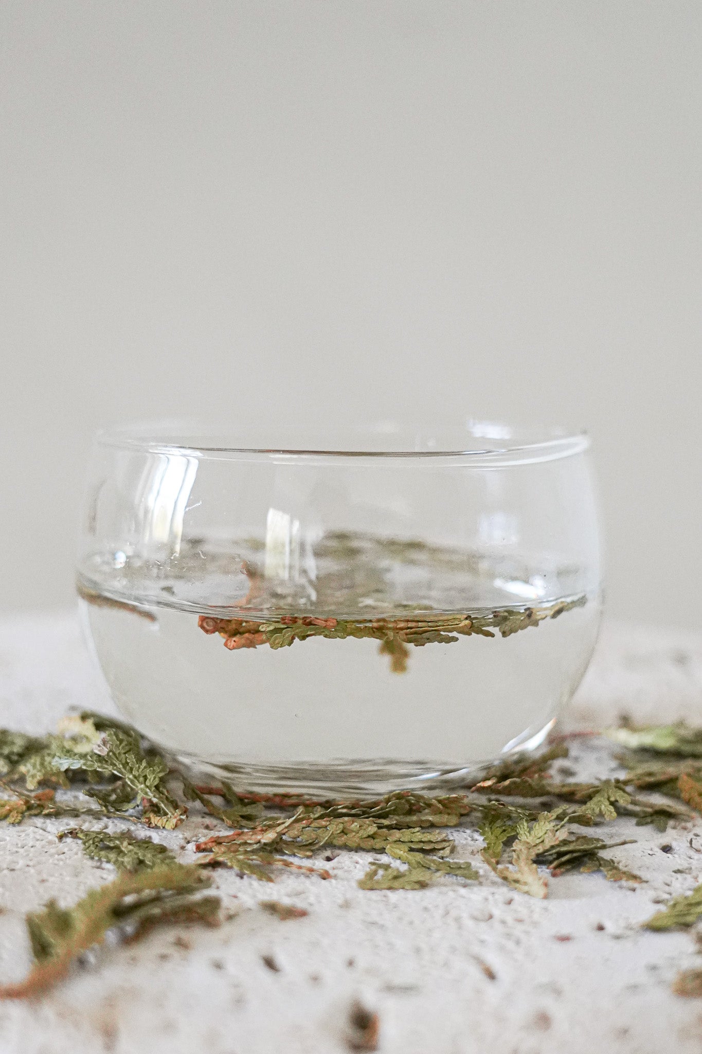 Eastern White Cedar Leaf Tea