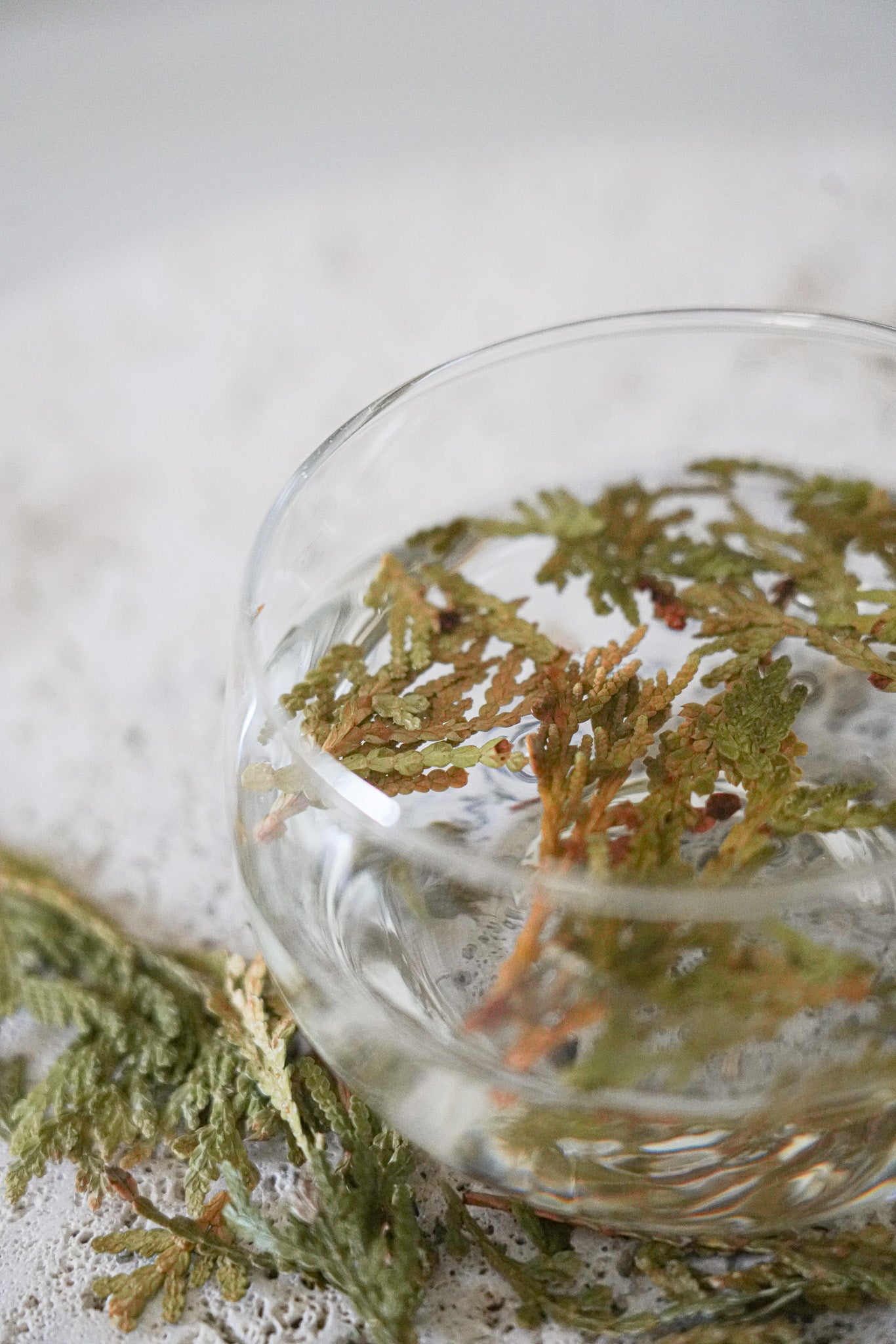 Eastern White Cedar Leaf Tea