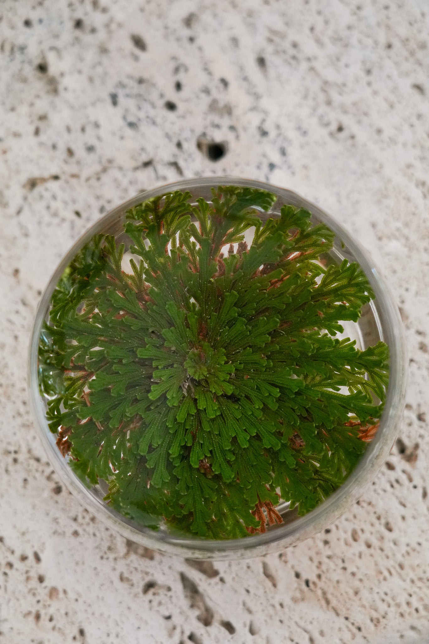 Rose of Jericho Tea