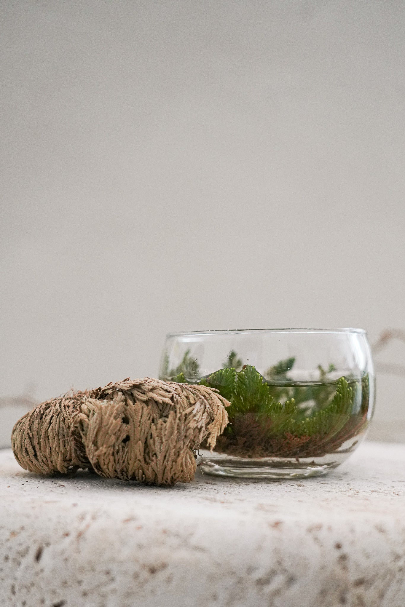 Rose of Jericho Tea