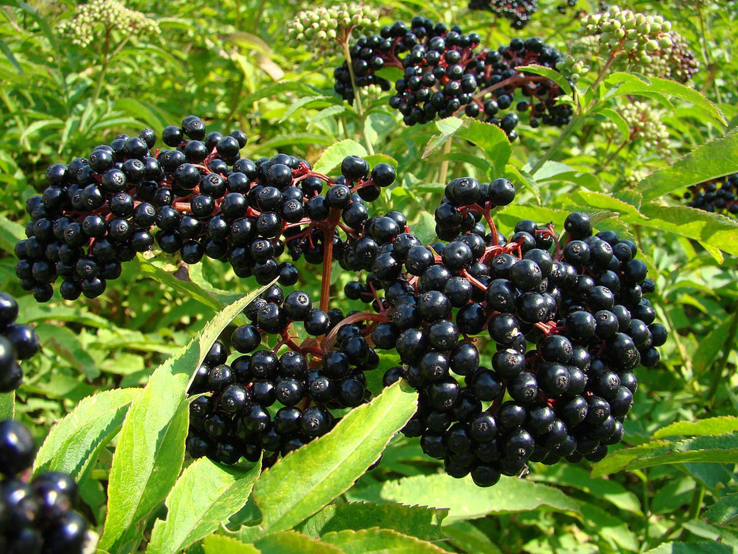 Wild Elderberry Tea